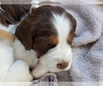 Small Photo #7 English Springer Spaniel Puppy For Sale in TENINO, WA, USA