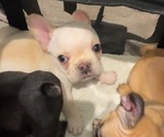 Puppy Jason French Bulldog