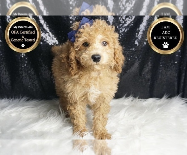 Medium Photo #8 Poodle (Toy) Puppy For Sale in WARSAW, IN, USA