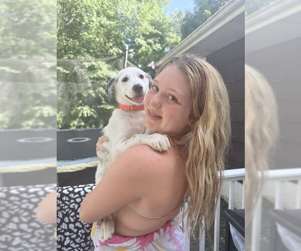 Medium Photo #27 Great Pyrenees-Unknown Mix Puppy For Sale in Brewster, NY, USA