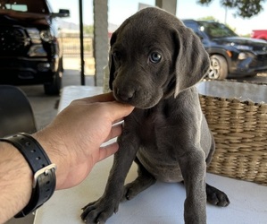 Weimaraner Puppy for sale in AVONDALE, AZ, USA