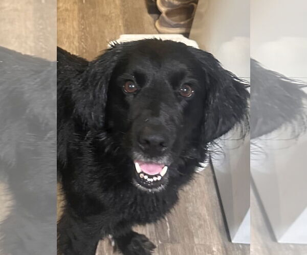 Medium Photo #1 Mutt Puppy For Sale in Mouth Of Wilson, VA, USA