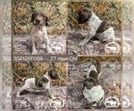 Puppy Girl 302126F08R German Shorthaired Pointer