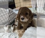 Small #7 English Cocker Spaniel