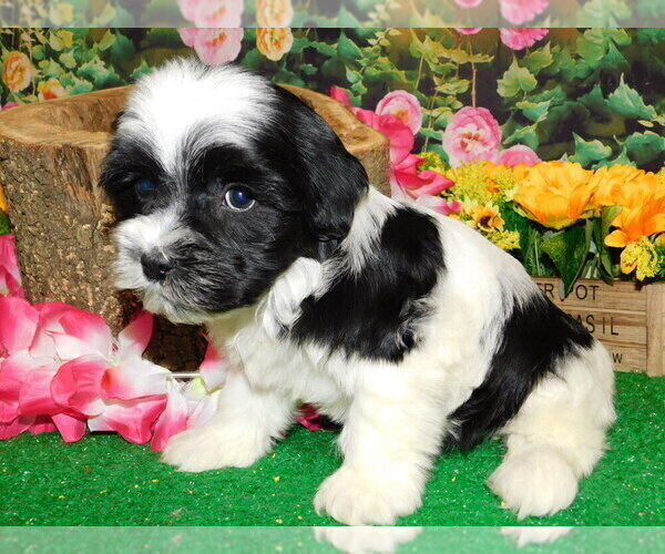 Medium Photo #6 Shih Tzu Puppy For Sale in HAMMOND, IN, USA