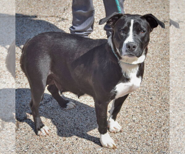 Medium Photo #2 Boxer-Unknown Mix Puppy For Sale in Huntley, IL, USA