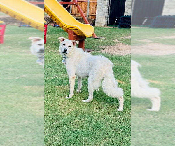 Medium Photo #4 Goberian Puppy For Sale in Winter Park, CO, USA