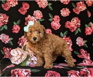 Poodle (Toy) Puppy for sale in KIRKWOOD, PA, USA