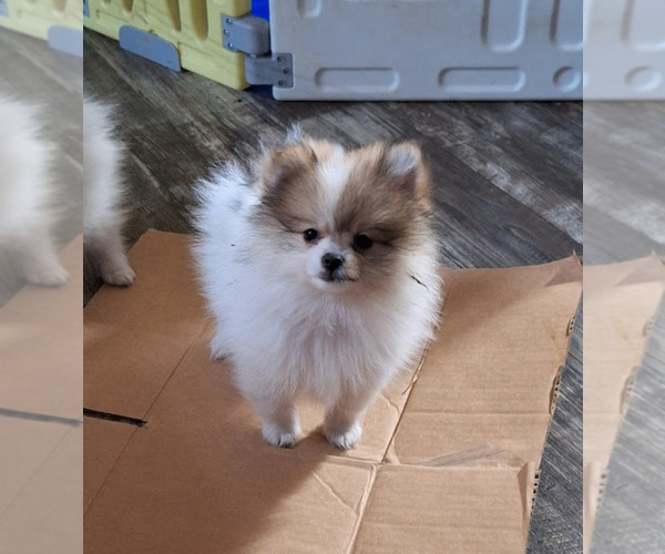 Medium Photo #1 Pomeranian Puppy For Sale in SPOTSYLVANIA, VA, USA