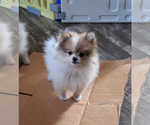 Small Photo #1 Pomeranian Puppy For Sale in SPOTSYLVANIA, VA, USA