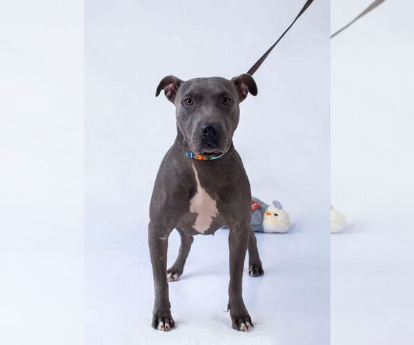 Medium Photo #1 American Pit Bull Terrier Puppy For Sale in Oak Bluffs, MA, USA