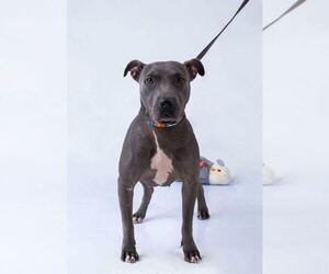 American Pit Bull Terrier Dogs for adoption in Oak Bluffs, MA, USA