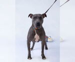 Small American Pit Bull Terrier