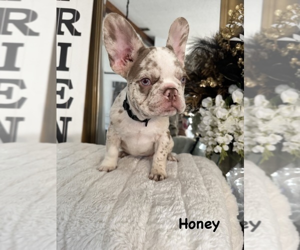 Medium Photo #9 French Bulldog Puppy For Sale in SPRING HILL, FL, USA