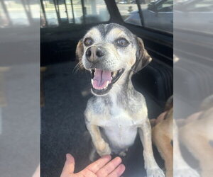 Mutt Dogs for adoption in Stockton, CA, USA