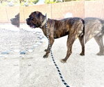 Small #3 Mutt