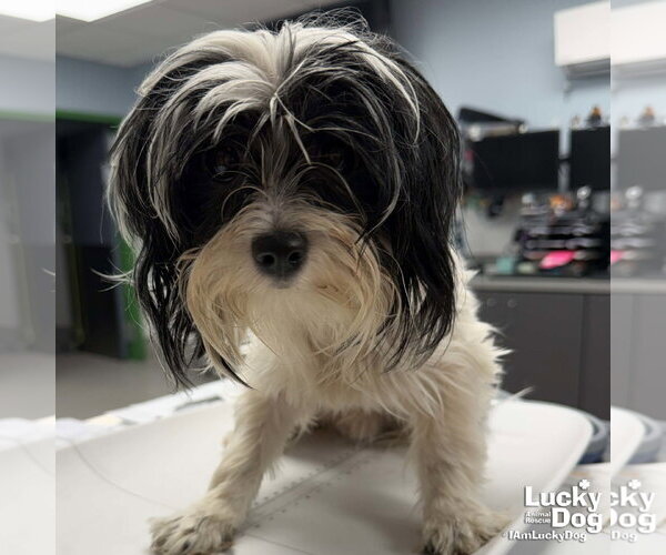 Medium Photo #3 Shih Tzu-Unknown Mix Puppy For Sale in Washington, DC, USA