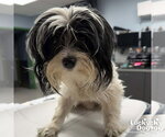 Small #2 Shih Tzu Mix