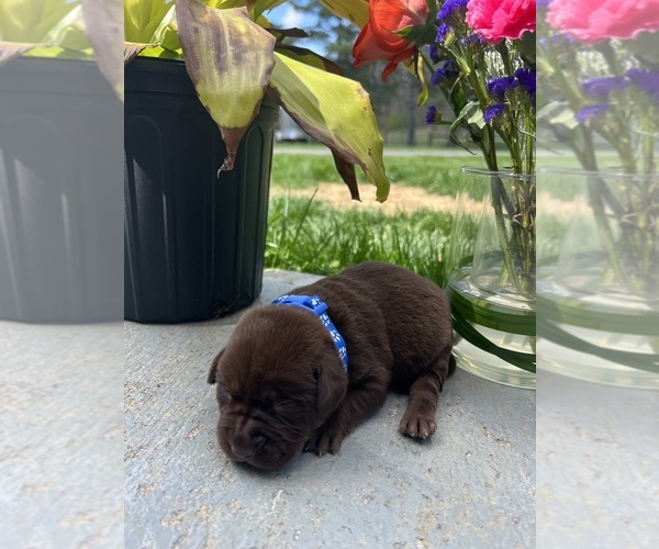 Medium Photo #1 Labrador Retriever Puppy For Sale in NEOLA, WV, USA