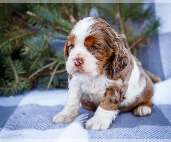 Medium Photo #10 Cocker Spaniel Puppy For Sale in WAKARUSA, IN, USA