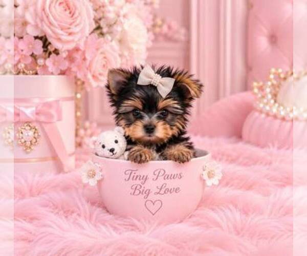 Medium Photo #16 Yorkshire Terrier Puppy For Sale in FISHER ISLAND, FL, USA