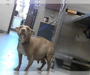 Mutt Dogs for adoption in Fayetteville, NC, USA