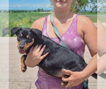 Small #2 Australian Shepherd Mix