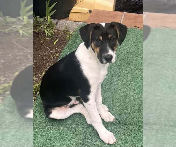 Medium Photo #30 Jack Russell Terrier-Unknown Mix Puppy For Sale in New York, NY, USA