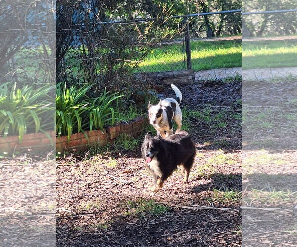 Medium Photo #3 Mutt Puppy For Sale in Petaluma, CA, USA