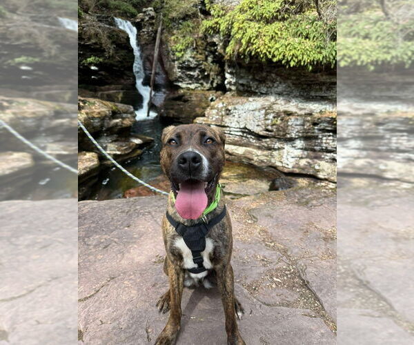 Medium Photo #7 American Pit Bull Terrier-Plott Hound Mix Puppy For Sale in Benton, PA, USA