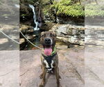 Small #6 American Pit Bull Terrier-Plott Hound Mix