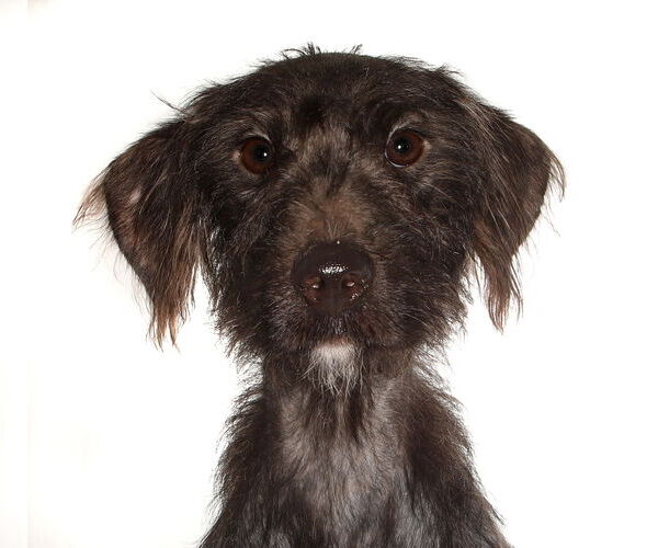 Medium Photo #1 Poodle (Miniature)-Unknown Mix Puppy For Sale in Oakland Park, FL, USA