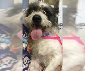 Cairn Terrier Dogs for adoption in Riverside, CA, USA