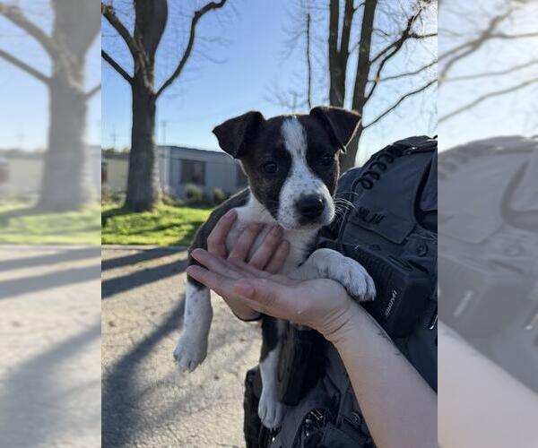 Medium Photo #1 Mutt Puppy For Sale in Oakdale, CA, USA