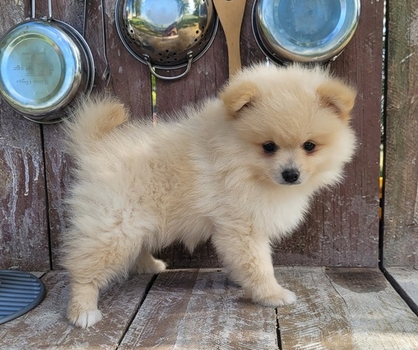 Medium Photo #4 Pomeranian Puppy For Sale in ORRVILLE, OH, USA