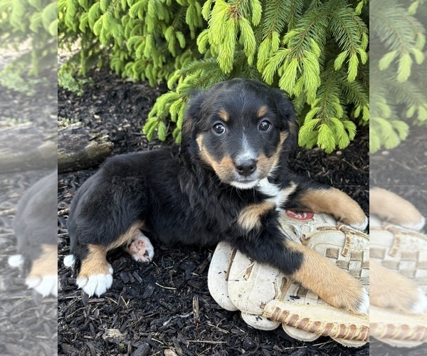 Medium Photo #2 Bernedoodle Puppy For Sale in MIDDLEBURY, IN, USA
