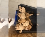 Litter of 8 - Male(s) and Female(s) Golden RetrieverLitter of Puppies for Sale - Photo #2