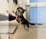 RANGER - Male German Shepherd Dog-Unknown Mix Dog for Adoption - Small photo