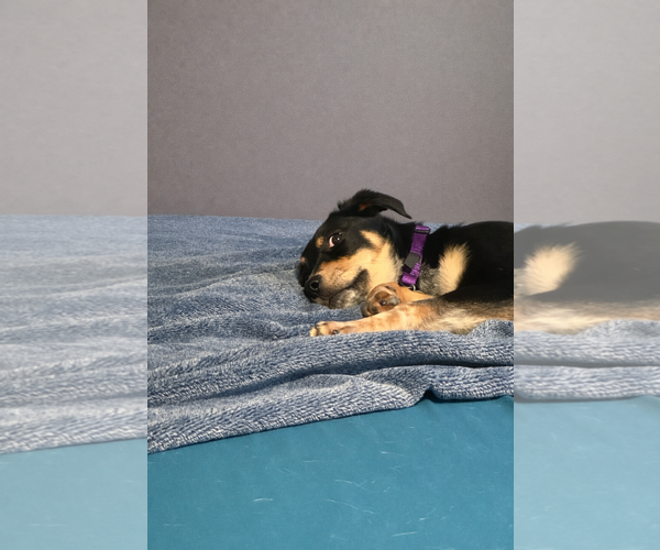 Medium Photo #6 Mutt Puppy For Sale in Sandy, UT, USA