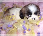 Small #5 Shih Tzu