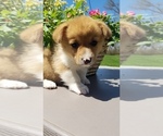 Small Photo #2 Pembroke Welsh Corgi Puppy For Sale in ROCK VALLEY, IA, USA