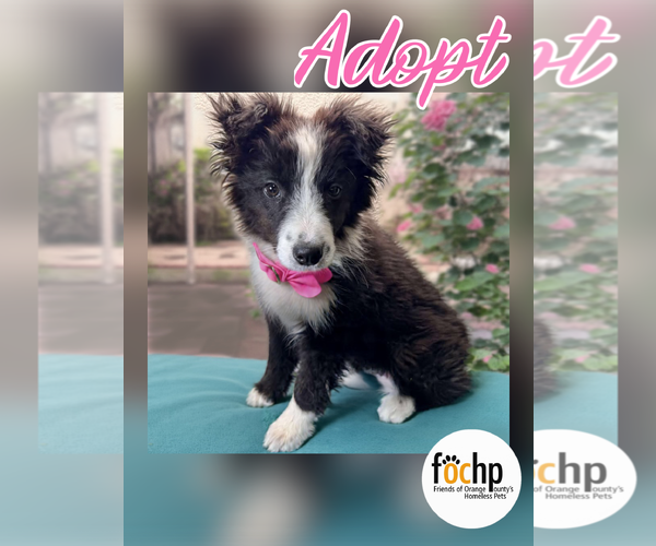 Medium Photo #1 Border Collie Puppy For Sale in Menifee, CA, USA