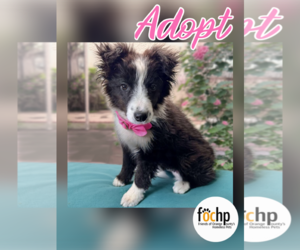 Border Collie Dogs for adoption in Menifee, CA, USA