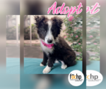 Small Border Collie