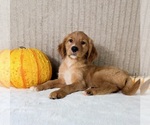 Draco - Male Golden Retriever Puppy for Sale - Photo #2
