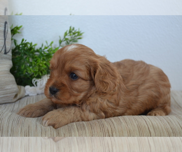 Medium Photo #13 Cavapoo (Toy) Puppy For Sale in GREENWOOD, WI, USA