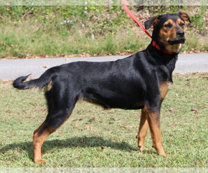 Wonder 44450 - Female Rottweiler-Unknown Mix Dog for Adoption - Photo #4