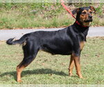 Small Photo #4 Rottweiler-Unknown Mix Puppy For Sale in Prattville, AL, USA