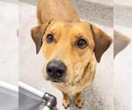Small #1 Black and Tan Coonhound Mix