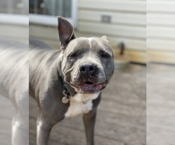 Medium Photo #3 American Pit Bull Terrier Puppy For Sale in Techny, IL, USA